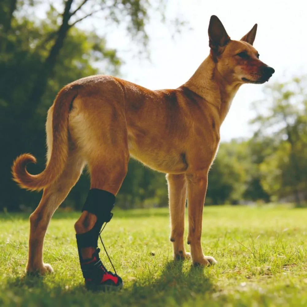 PawNest™ ToeLift Dog Brace – Anti-Knuckling Support for Dragging Paws