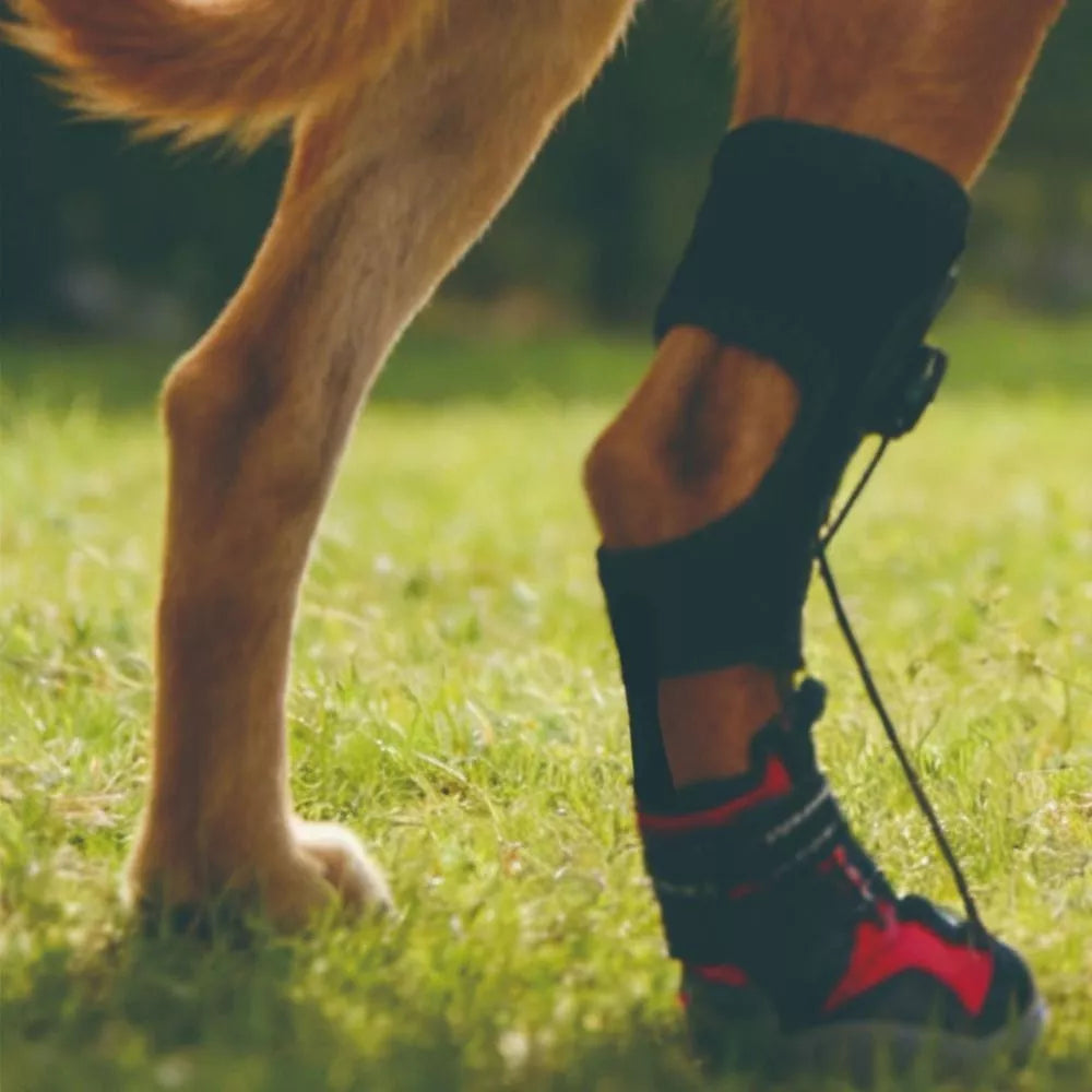 PawNest™ ToeLift Dog Brace – Anti-Knuckling Support for Dragging Paws